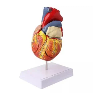 Herzmodell - 3D