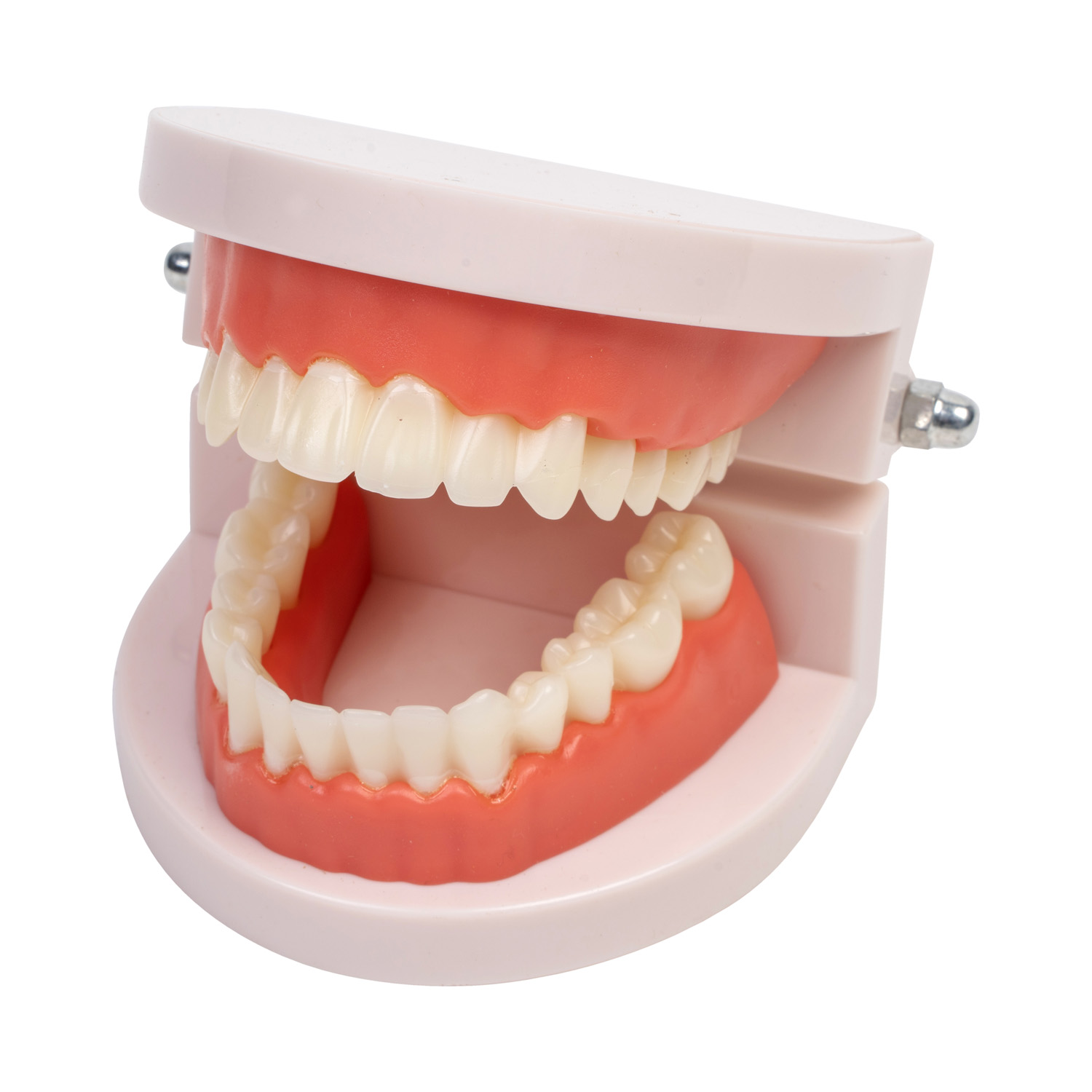 Podstawowy model szczęki z pełnym uzębieniem stałym