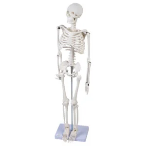 Skelett Modell 85 cm- 3D
