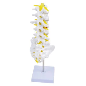 Modell der Lendenwirbelsäule - 3D