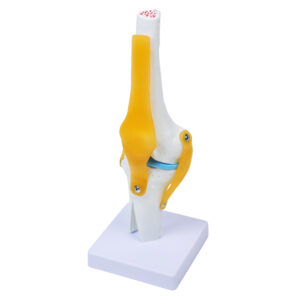 Model stawu kolanowego-3D, #1820