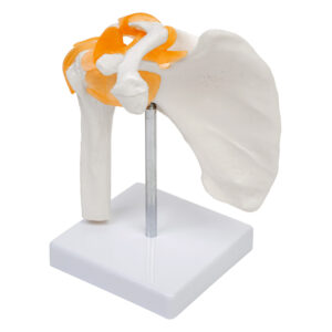 Model stawu barkowego- 3D