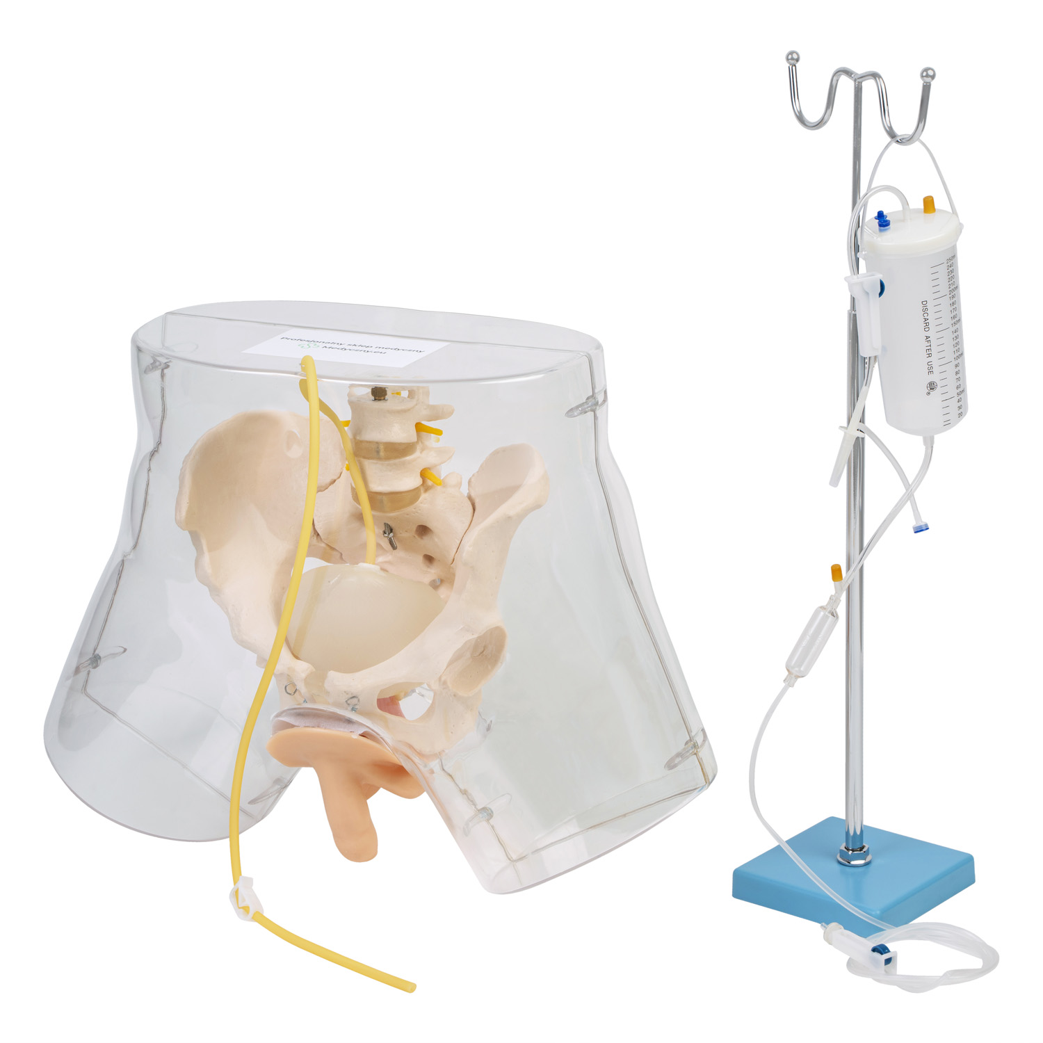 Męski przezroczysty fantom do nauki cewnikowania