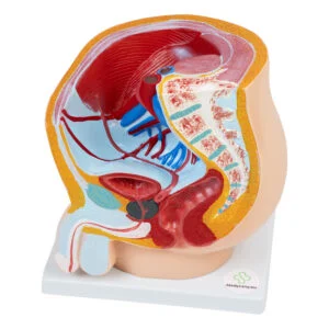 Modell des männlichen Beckens - 3D