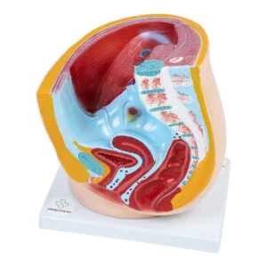 Modell des weiblichen Beckens - 3D