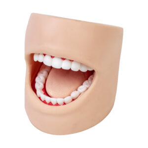 Model pielęgnacji zębów