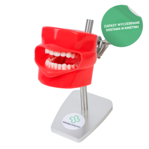 Model pielęgnacji zębów z policzkiem na stojaku #1865