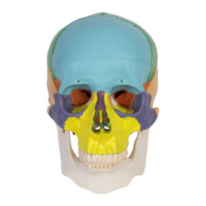 Model czaszki człowieka- 3D, #1947