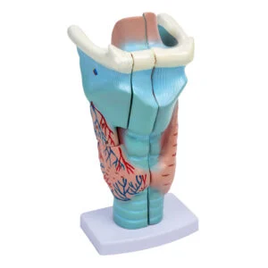 3D-Modell des Kehlkopfes