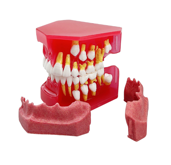 Model demonstracyjny zębów mlecznych i stałych