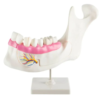 Model demonstracyjny uzębienia dolnej szczęki