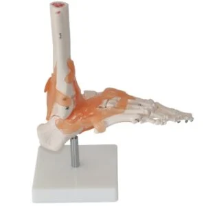 Modell des Sprunggelenks - 3D