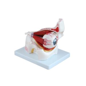 Powiększony model budowy oka człowieka- 3D