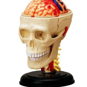 Miniaturowy model czaszki, mózgu i odcinka szyjnego kręgosłupa- 4D