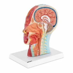 Muskelmodell des menschlichen Gesichts und Halses - 3D