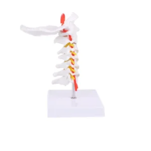 Modell der menschlichen Halswirbelsäule - 3D