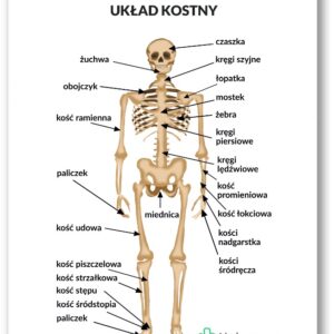 Plansza anatomiczna - Układ kostny