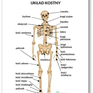 Anatomisches Poster - Skelettsystem