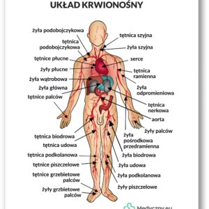 Plansza anatomiczna- Układ krwionośny