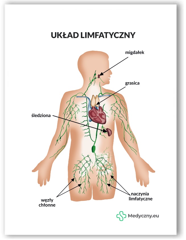 Plansza anatomiczna- Układ limfatyczny