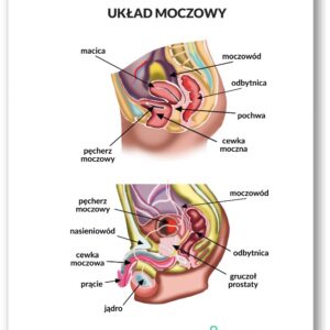 Plansza anatomiczna- Układ moczowy