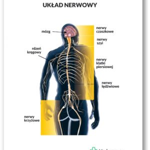 Plansza anatomiczna- Układ nerwowy