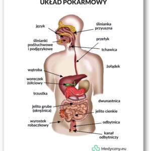 Plansza anatomiczna- Układ pokarmowy