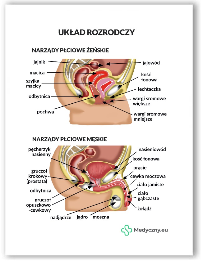 Plansza anatomiczna- Układ rozrodczy