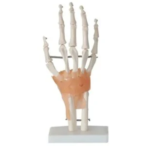 Handgelenksmodell - 3D