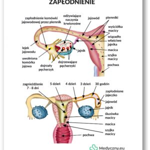 Plansza anatomiczna- Zapłodnienie