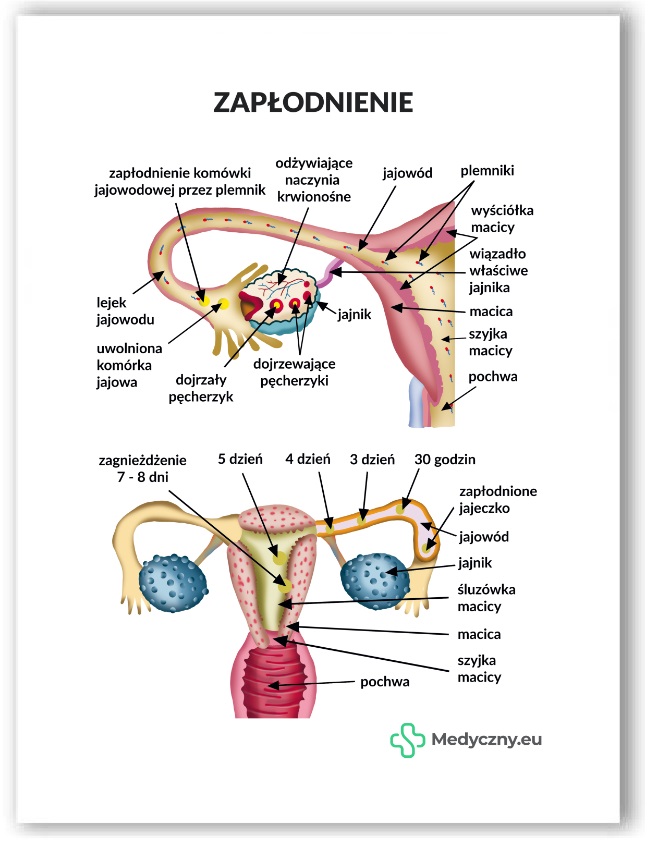 Plansza anatomiczna- Zapłodnienie