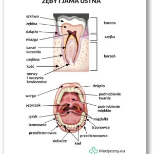 Plansza anatomiczna- Zęby i jama ustna