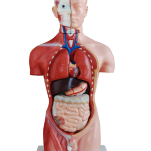 Anatomisches Rumpfmodell mit freigelegten inneren Organen (Herz, Lunge, Leber, Magen, Darm) für den medizinischen Anatomieunterricht.