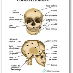 Plansza anatomiczna- Czaszka