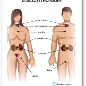 Plansza anatomiczna- Gruczoły i hormony