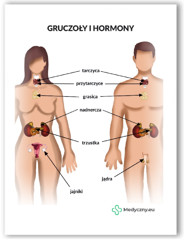 Plansza anatomiczna- Gruczoły i hormony