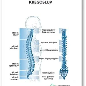 Anatomische Tabelle - Wirbelsäule