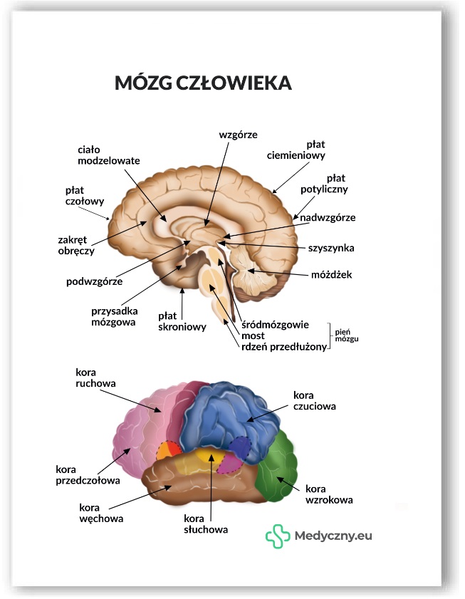 Plansza anatomiczna- Mózg