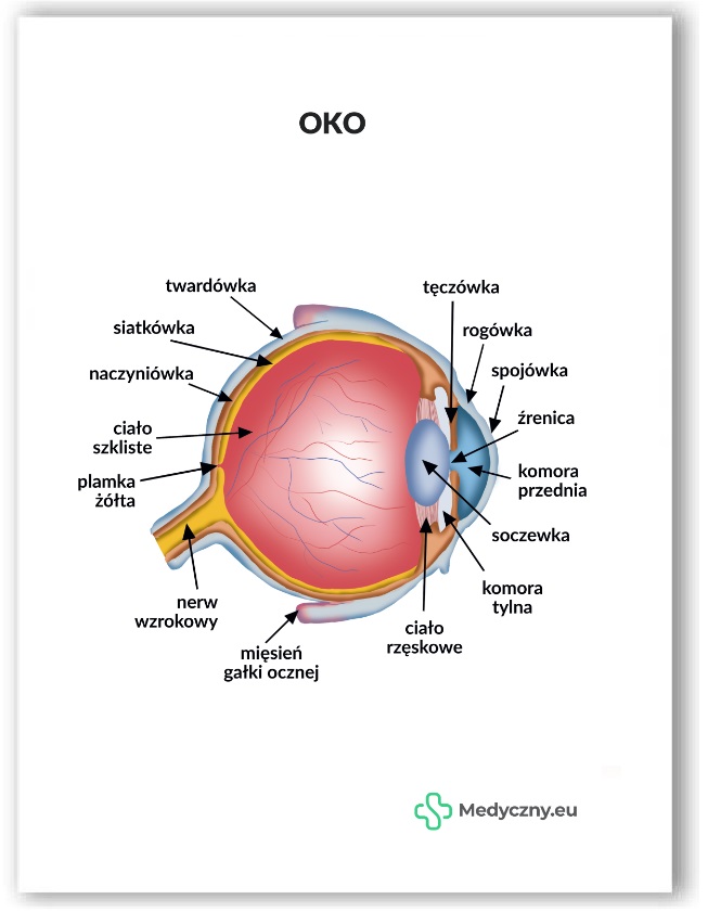 Plansza anatomiczna- Oko
