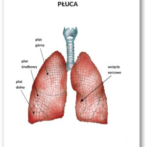 Plansza anatomiczna- Płuca