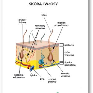 Plansza anatomiczna- Skóra i włosy