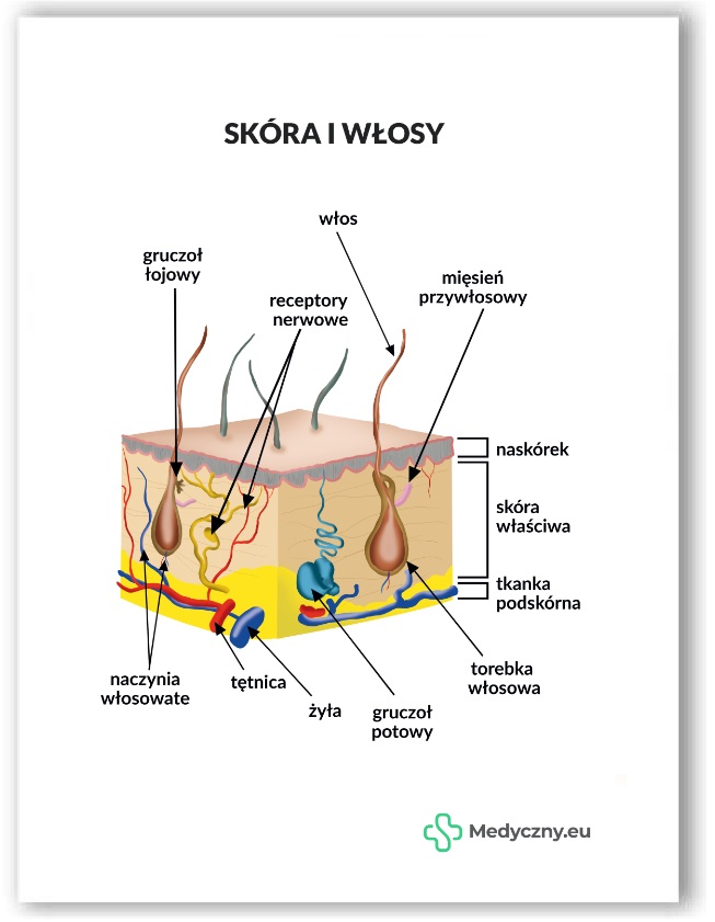 Plansza anatomiczna- Skóra i włosy