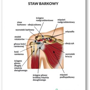 Plansza anatomiczna- Staw barkowy