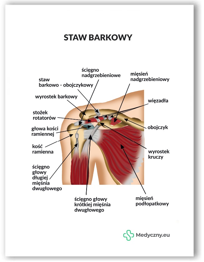 Plansza anatomiczna- Staw barkowy