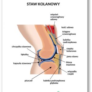 Plansza anatomiczna- Staw kolanowy