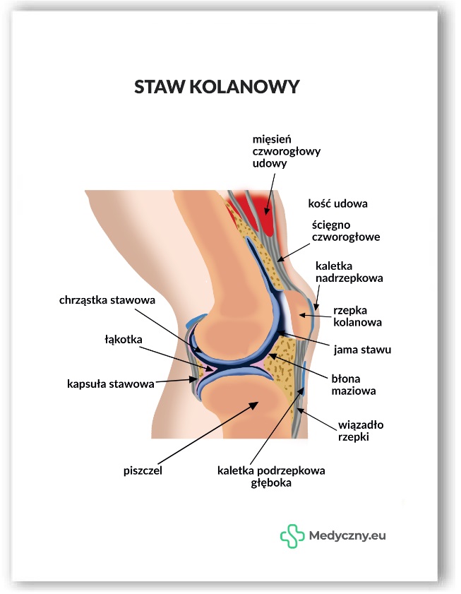 Plansza anatomiczna- Staw kolanowy