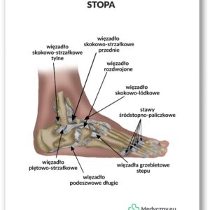 Plansza anatomiczna- Stopa