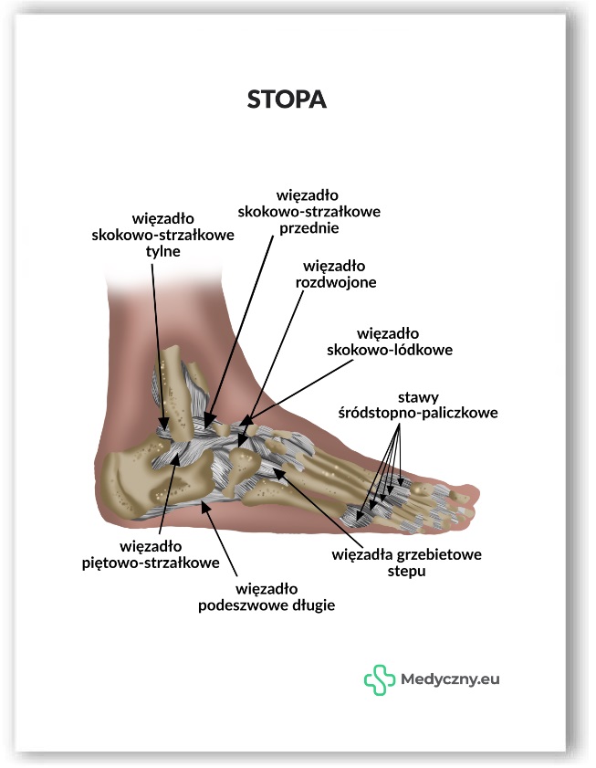 Plansza anatomiczna- Stopa