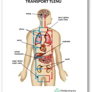Anatomische Darstellung - Sauerstofftransport