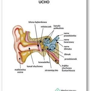 Anatomische Karte - Ohr